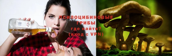 стаф Алзамай
